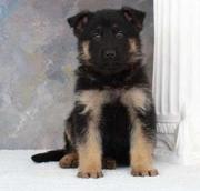 German Shepherd puppy for sale.